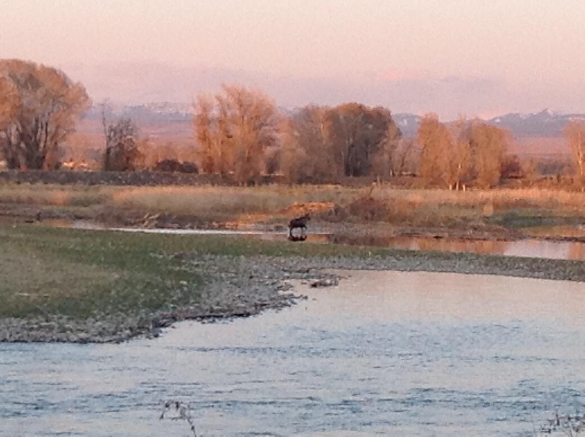 Blue Heron Inn Bed And Breakfast Rexburg Exteriör bild